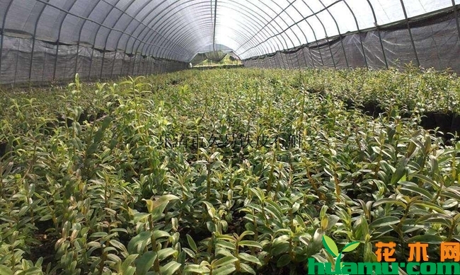 铁皮石斛种植方法