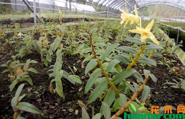 铁皮石斛种植实拍图片.jpg