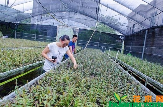 铁皮石斛种植基地图片.jpg
