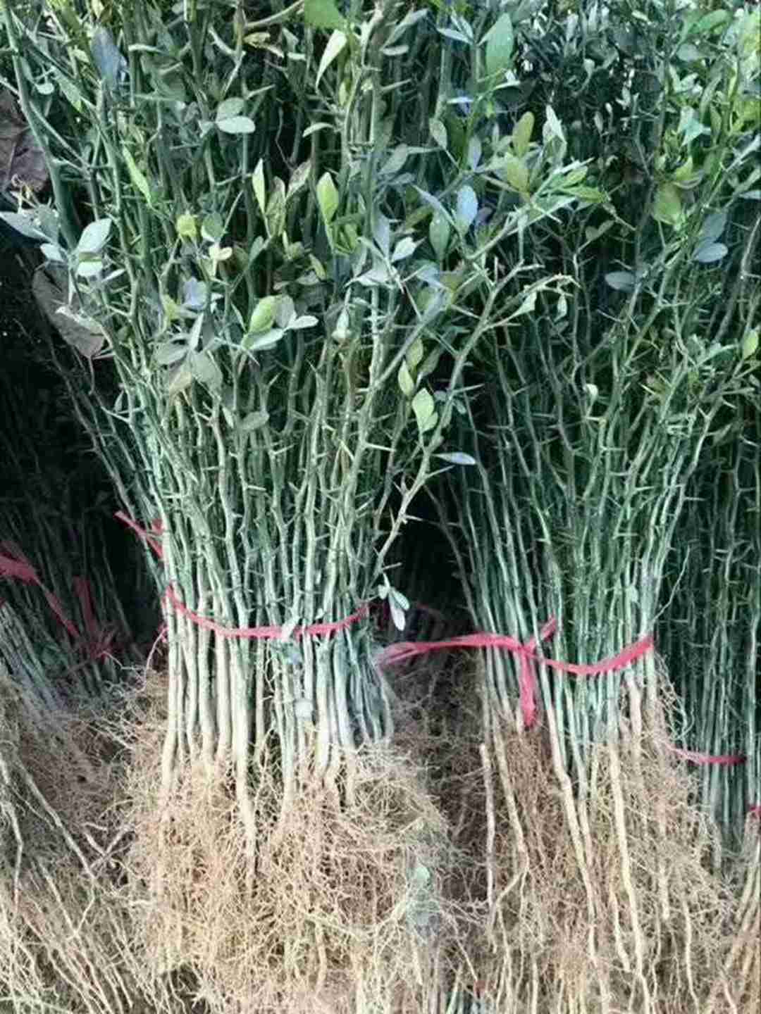 正宗枸橘苗多少钱一棵 1米1.5米枸橘小苗价格图片