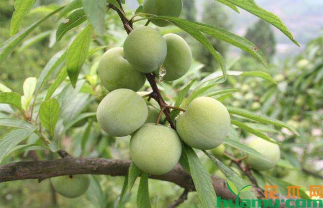 太阳李的栽培管理技术 太阳李的栽培管理技术