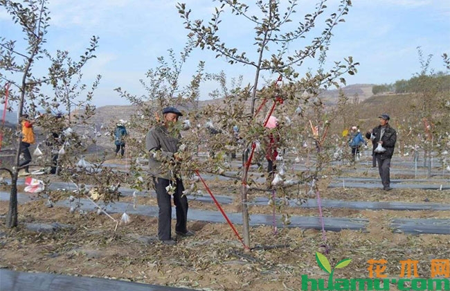 苗木生产要专注于“根干冠”