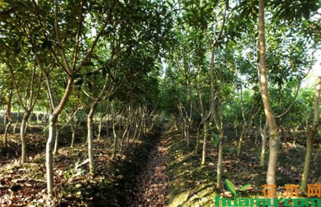 杨梅高产栽种技术详解 杨梅高产栽种技术详解