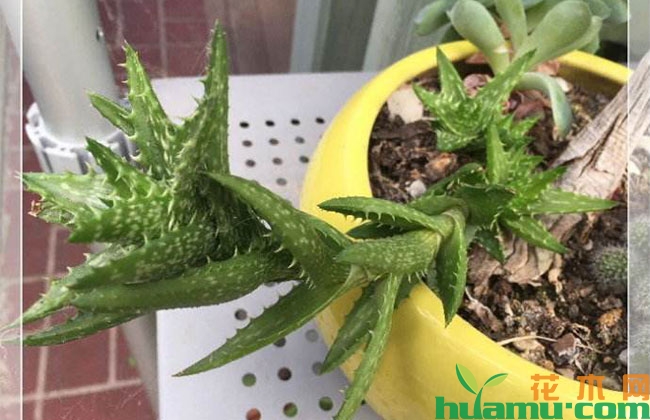 芦荟的家庭种植技巧 芦荟的家庭种植技巧