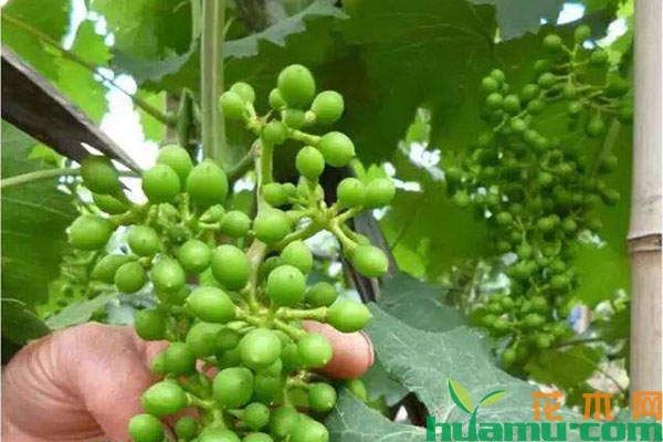 葡萄种植管理方法