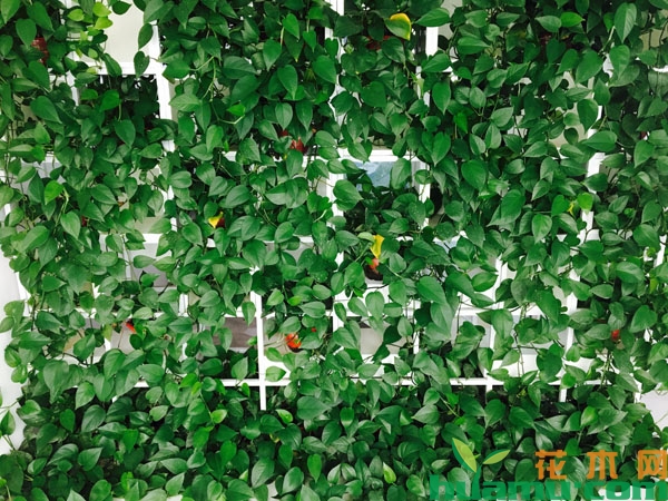 绿萝爬满书架