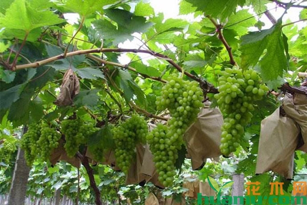 葡萄种植管理方法 葡萄种植管理方法