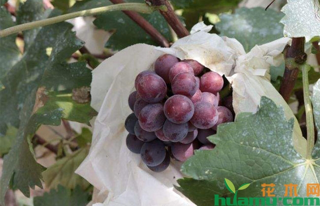 葡萄种植管理方法 葡萄种植管理方法