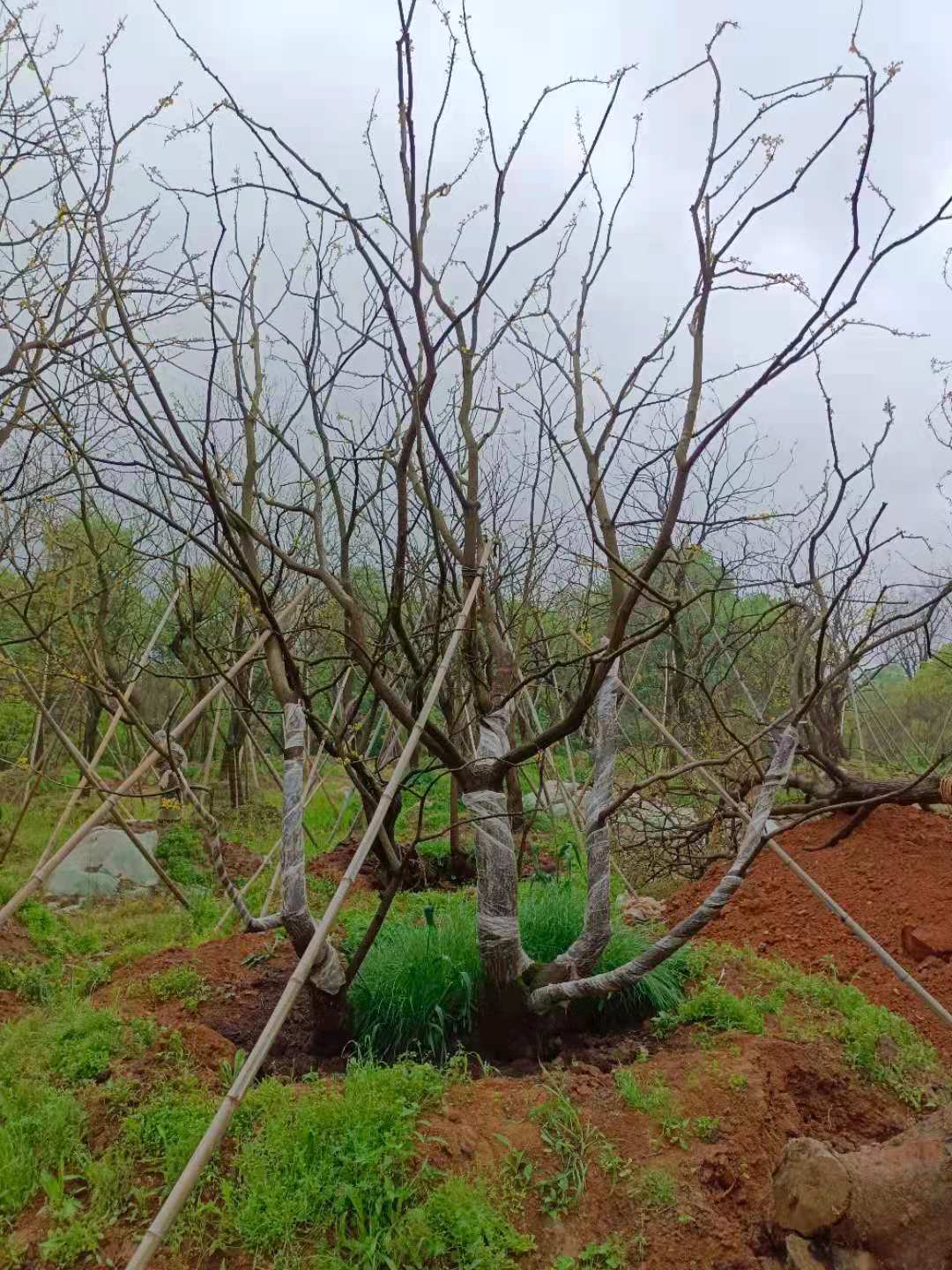 高10米丛生乌桕多少钱一棵 基地丛生乌桕价格
