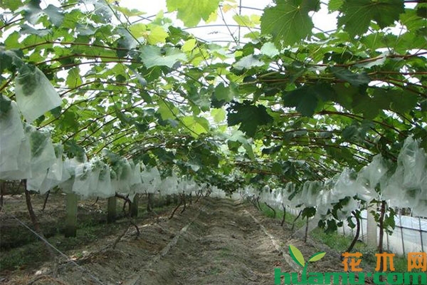 葡萄种植管理方法 葡萄种植管理方法
