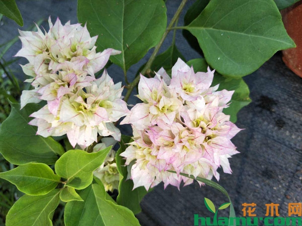 夏季三角梅养殖技术