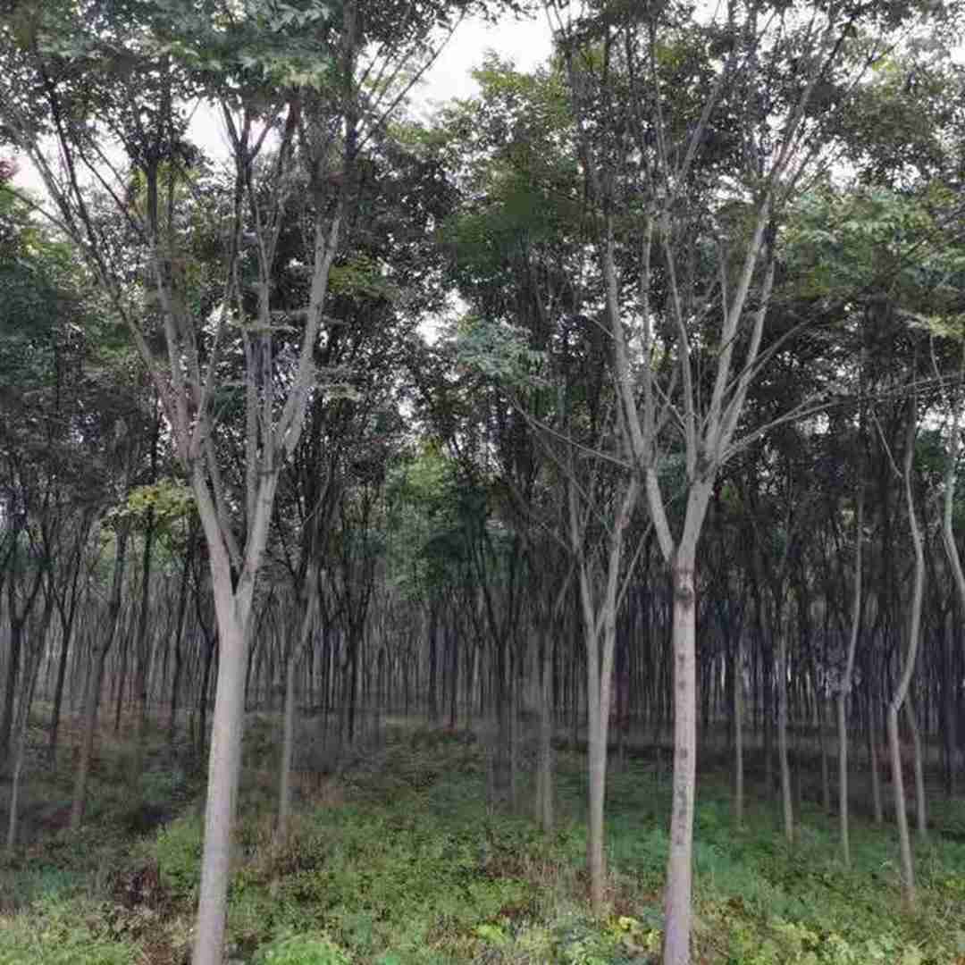 15公分黄山栾树哪里有卖 河南12公分黄山栾树价格