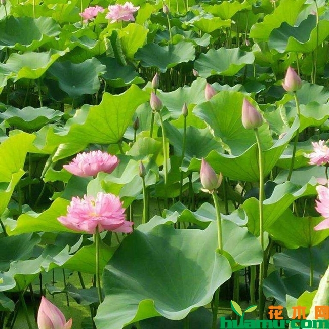 种植荷花苗高清图片.jpg