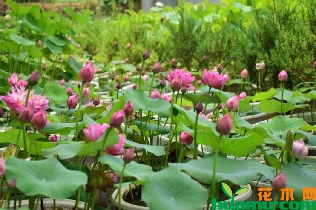 种植荷花苗实拍图片.jpg