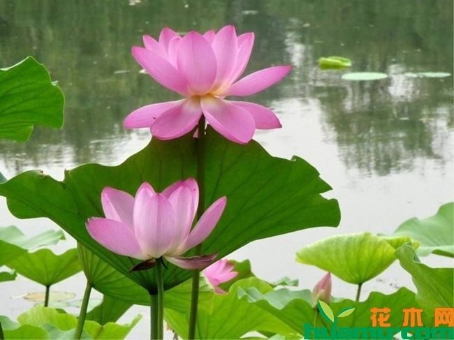 种植荷花图片.jpg
