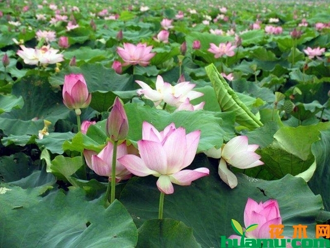 种植荷花苗高清图片.jpg