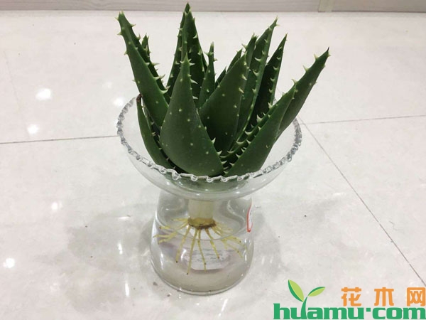 芦荟水培
