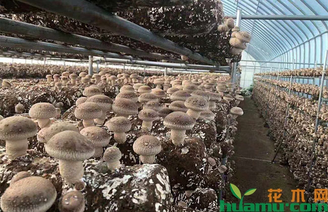 香菇种植技术详解 香菇种植技术详解