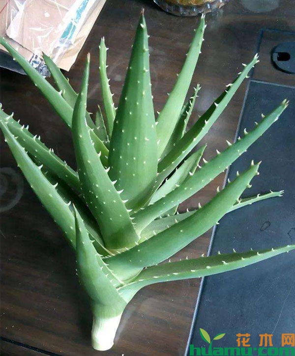 切根后的芦荟