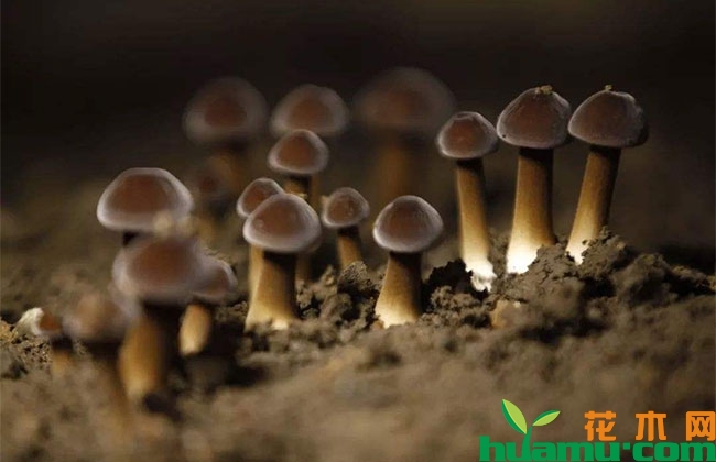 鸡枞人工种植方法 鸡枞人工种植方法