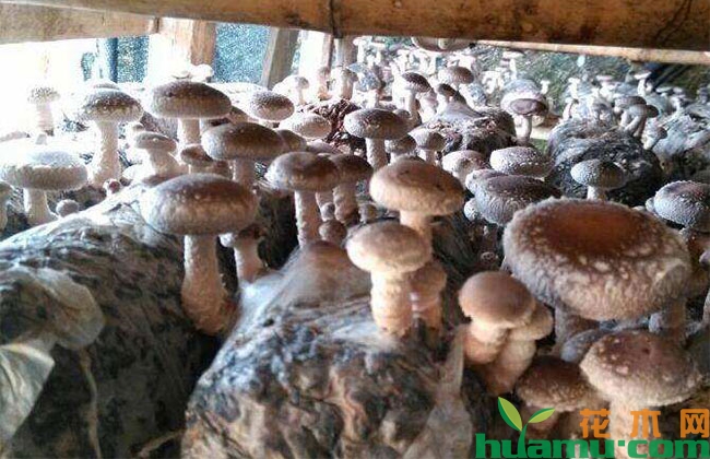 香菇种植技术详解 香菇种植技术详解