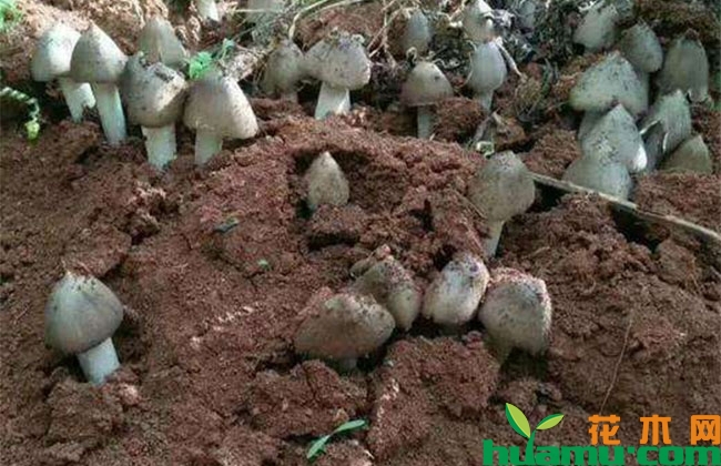 鸡枞人工种植方法 鸡枞人工种植方法