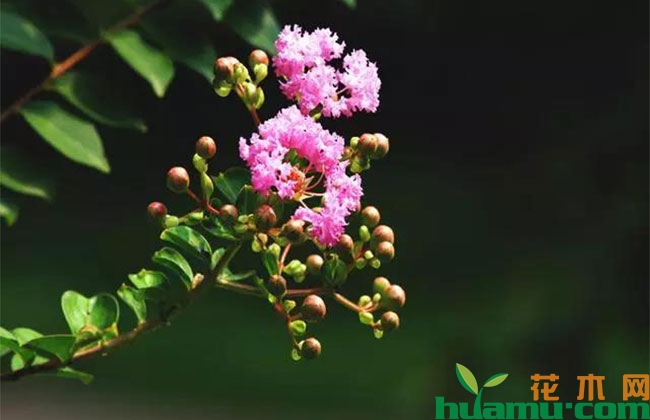 紫薇的种植方法有哪些? 紫薇的种植方法有哪些?
