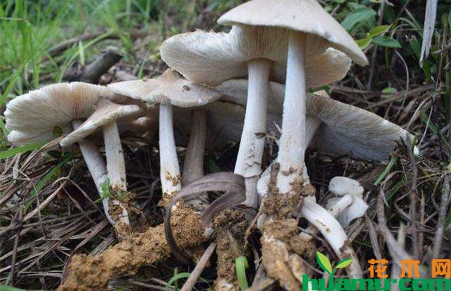 鸡枞人工种植方法 鸡枞人工种植方法