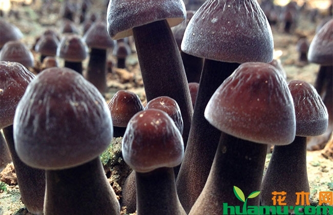 鸡枞人工种植方法 鸡枞人工种植方法