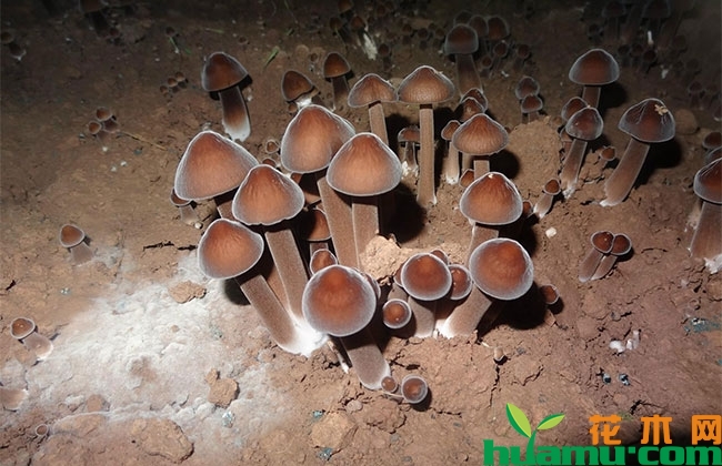 鸡枞人工种植方法 鸡枞人工种植方法