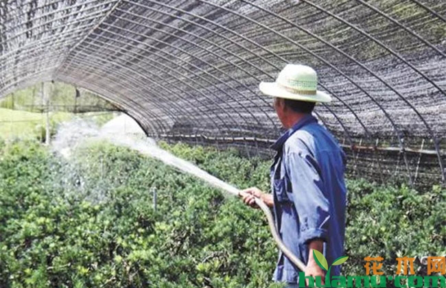 夏季苗木水肥注意什么？