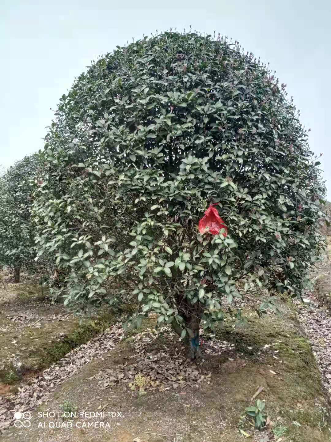 冠幅2米桂花树多少钱一棵 桂花树市场价格 冠幅2米桂花树多少钱一棵 桂花树市场价格图片