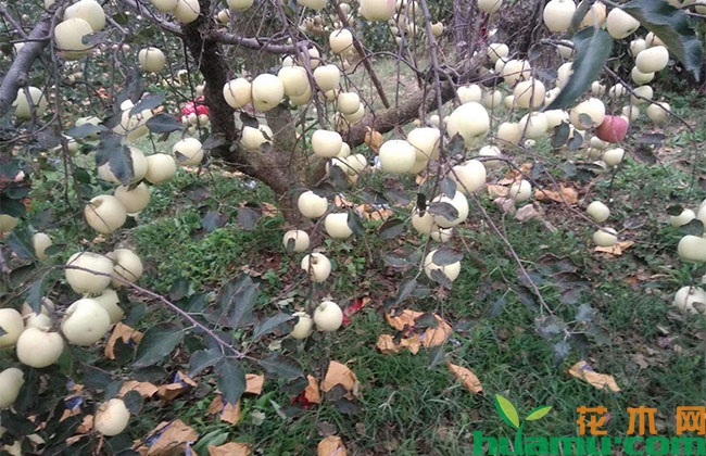 夏季苗木水肥注意什么? 夏季苗木水肥注意什么?