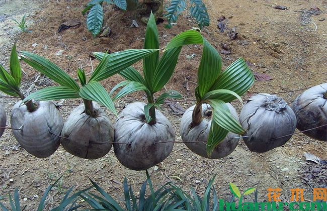 椰子种植技术 椰子种植技术