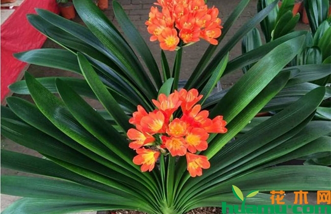 兰花 兰花