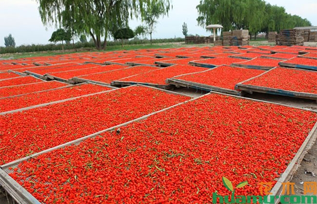枸杞怎么种植? 枸杞怎么种植?