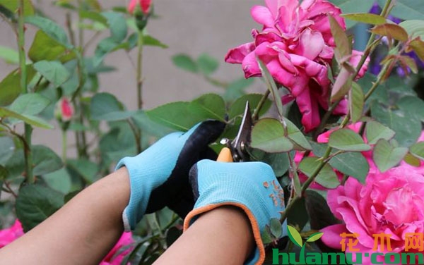 夏季月季花残花修剪后怎样管理？