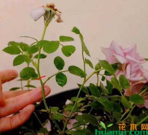 月季