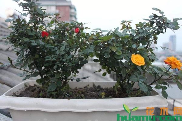 盆栽月季花