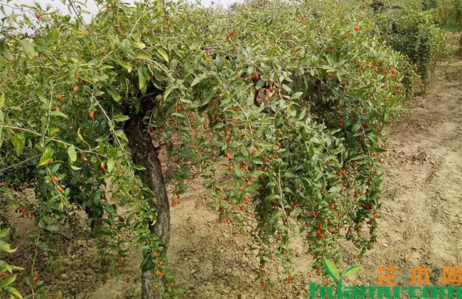枸杞怎么种植? 枸杞怎么种植?