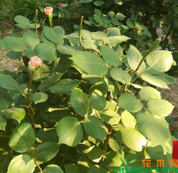 月季