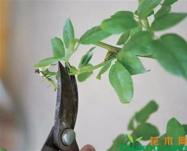 6月份月季花修剪方法