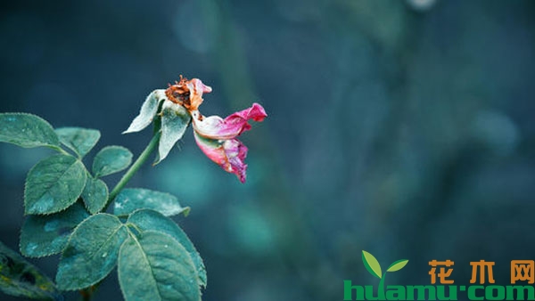 月季花残花