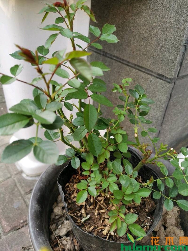 月季花盆栽