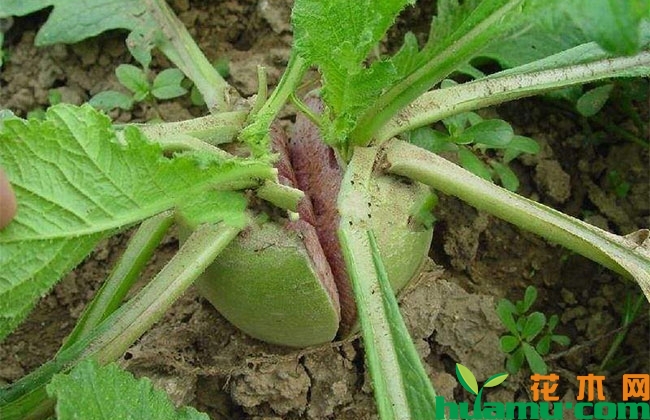 萝卜种植技术 萝卜种植技术