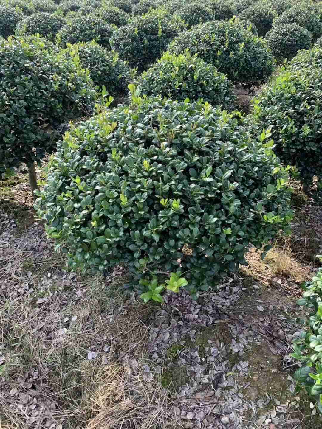 精品无刺枸骨球价格 构骨球1米2多少钱一棵 精品无刺枸骨球价格 构骨球1米2多少钱一棵