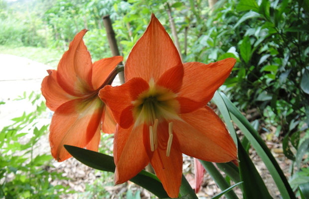 水仙花有什么寓意？水仙花的花语