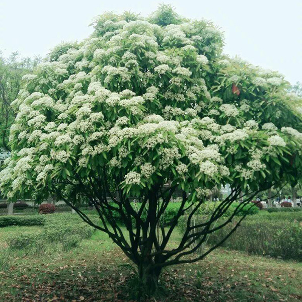 开花的石楠树