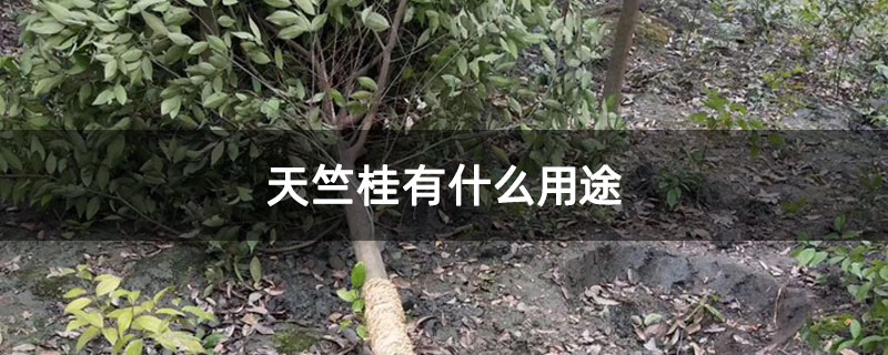 天竺桂有什么用途