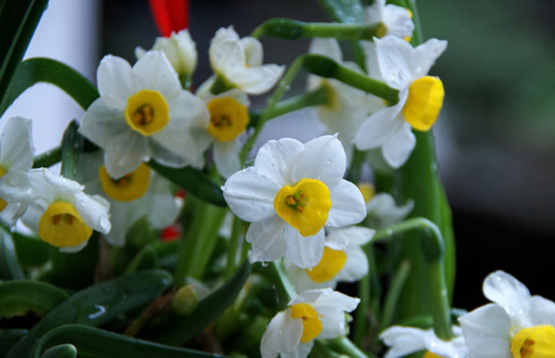 水仙花夏天怎么养？水仙花的繁殖方法和养护技巧